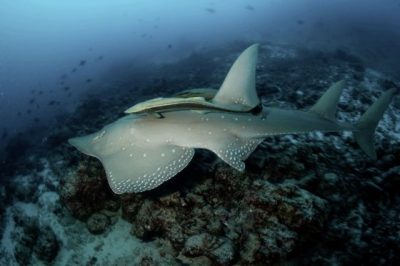 【保育不能等/01】鲨鱼正在濒危:不吃鱼翅,给鲨鱼一条活路