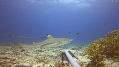 【保育不能等/01】鲨鱼正在濒危:不吃鱼翅,给鲨鱼一条活路