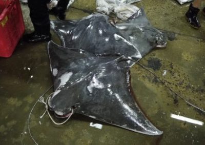 【保育不能等/01】鲨鱼正在濒危:不吃鱼翅,给鲨鱼一条活路