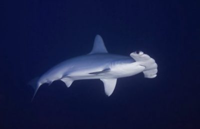 【保育不能等/01】鲨鱼正在濒危:不吃鱼翅,给鲨鱼一条活路