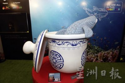 【保育不能等/01】鲨鱼正在濒危:不吃鱼翅,给鲨鱼一条活路