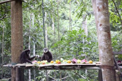 【保育不能等/02】长臂猿的哀歌:不要买幼崽当宠物,你会杀死它们!