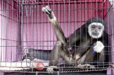 【保育不能等/02】长臂猿的哀歌:不要买幼崽当宠物,你会杀死它们!