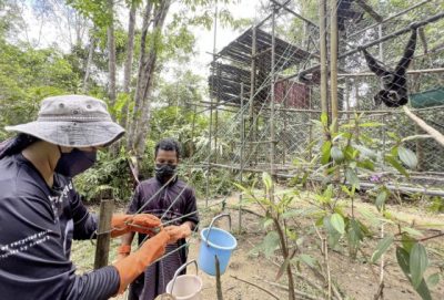 【保育不能等/02】长臂猿的哀歌:不要买幼崽当宠物,你会杀死它们!