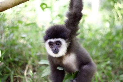 【保育不能等/02】长臂猿的哀歌:不要买幼崽当宠物,你会杀死它们!