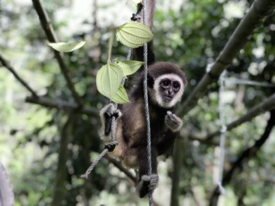 【保育不能等/02】长臂猿的哀歌:不要买幼崽当宠物,你会杀死它们!