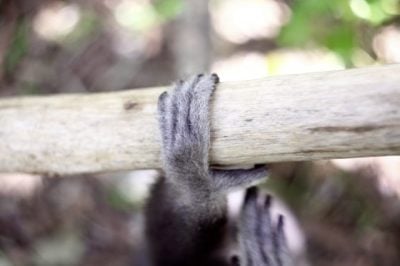 【保育不能等/02】长臂猿的哀歌:不要买幼崽当宠物,你会杀死它们!