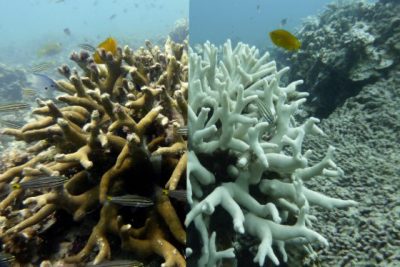 【保育不能等/03】珊瑚礁白化浩劫:寻找超级珊瑚,拯救海洋生物的孵育温床