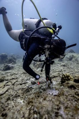 【保育不能等/03】珊瑚礁白化浩劫:寻找超级珊瑚,拯救海洋生物的孵育温床
