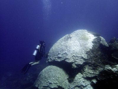 【保育不能等/03】珊瑚礁白化浩劫:寻找超级珊瑚,拯救海洋生物的孵育温床