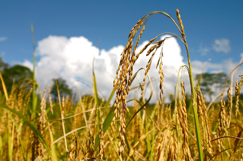 与西马划一 沙砂稻谷收购新底价每公吨从900增至1300令吉