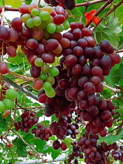 东：而连突德敏农业中心“葡萄园”开花结果 引游客