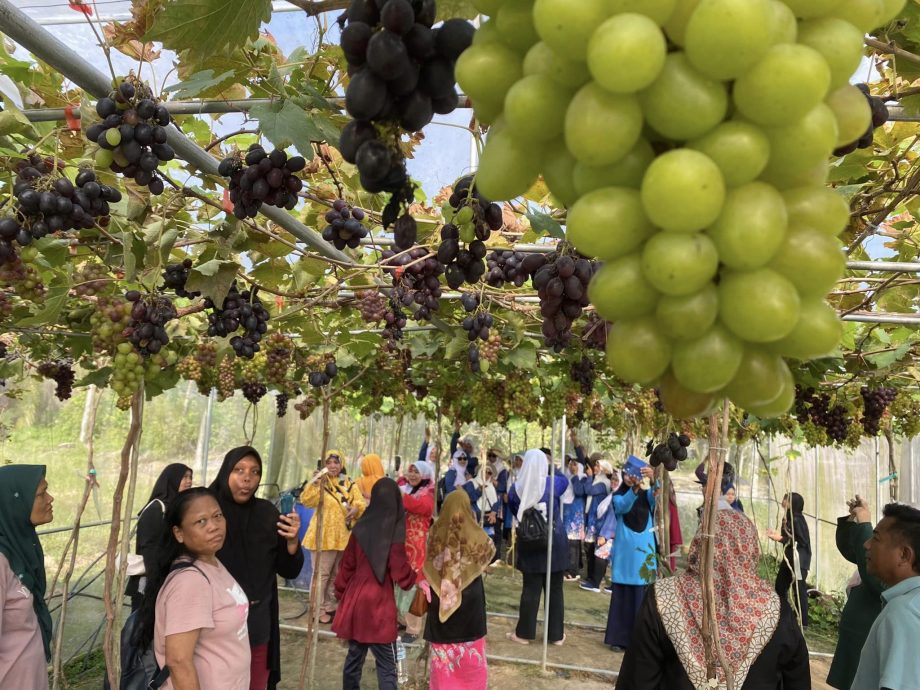东：而连突德敏农业中心“葡萄园”开花结果 引游客