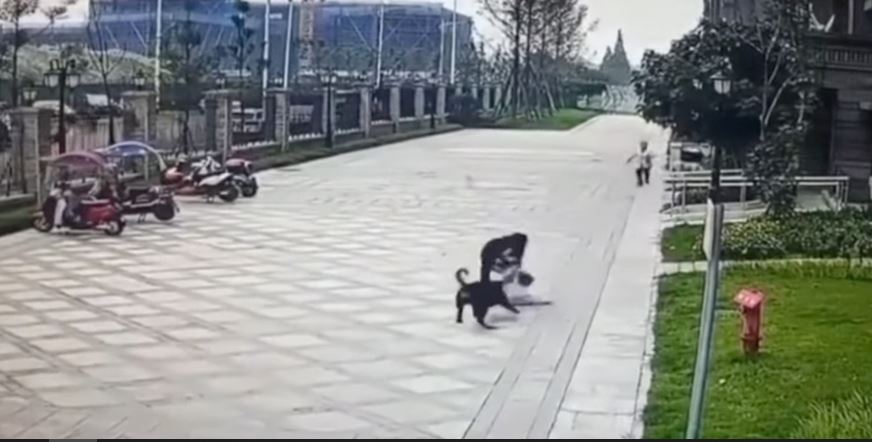 中国最高法院:禁养烈性犬伤人无论谁过错犬主担全责