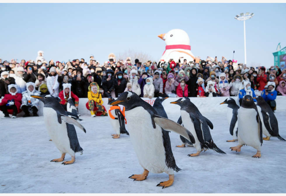 中文旅业新经济引擎 春节交出成绩