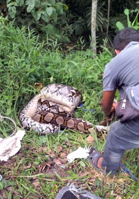 供星洲网：林茂/森百年义山再加一 林茂旧华人义山“重见天日”