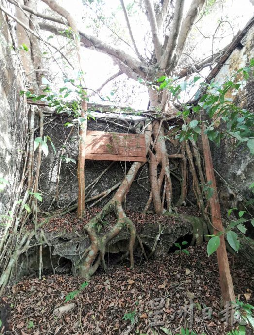 供星洲网：林茂/森百年义山再加一 林茂旧华人义山“重见天日”