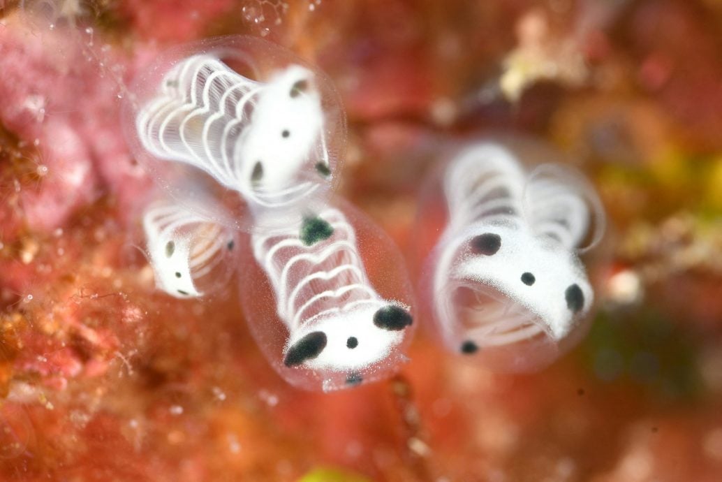 冲绳网络爆红神秘生物“骷髅熊猫海鞘” 日本科学家确认为新品种