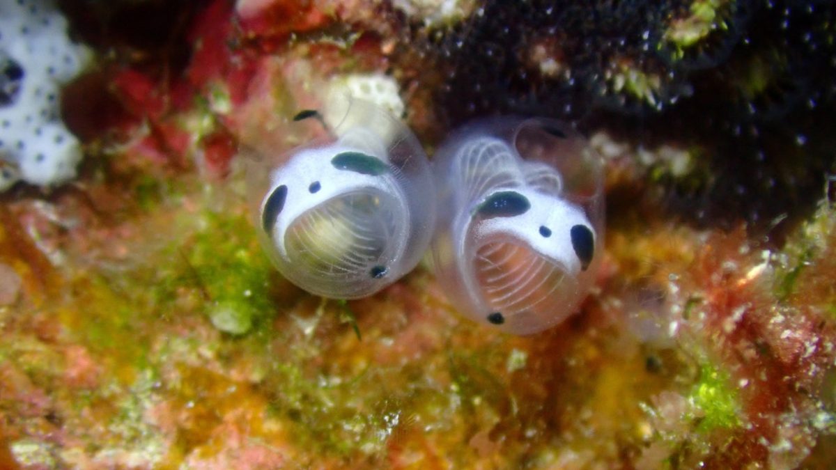 冲绳网络爆红神秘生物“骷髅熊猫海鞘” 日本科学家确认为新品种