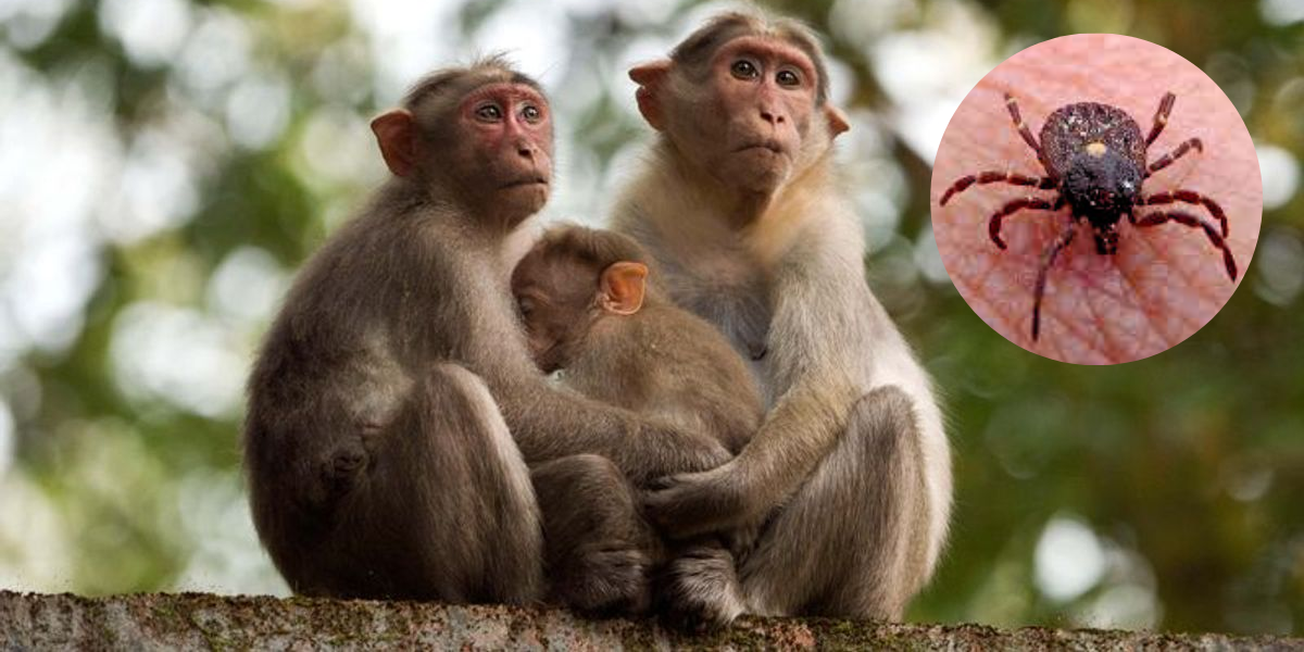 印度南部爆发“猴热病”!患者脑损伤、异常出血 两人染疫后身亡