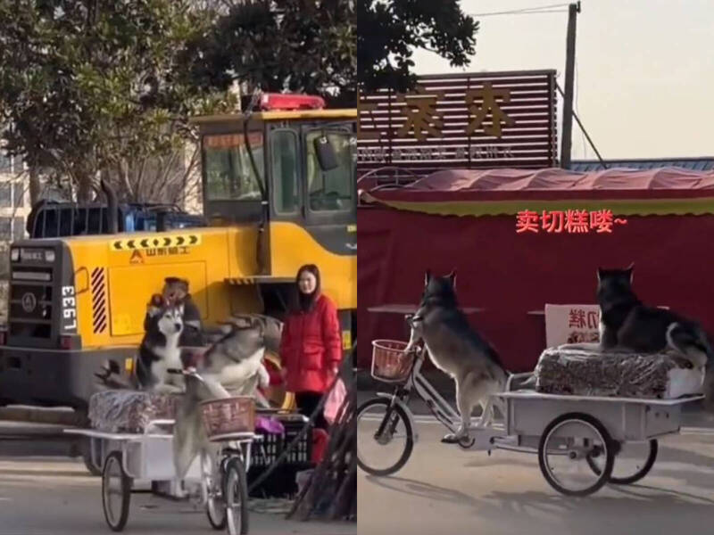 哈士奇趁老板不注意竟“骑走整辆三轮车”!狗主人惨赔5000多元