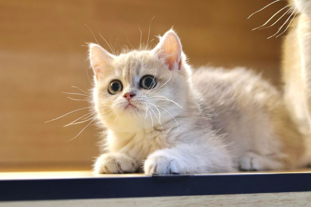 商人面交被抢劫被砍伤