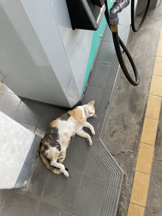 喵星人油泵边打盹照爆红 成国油Setel官方代言人!