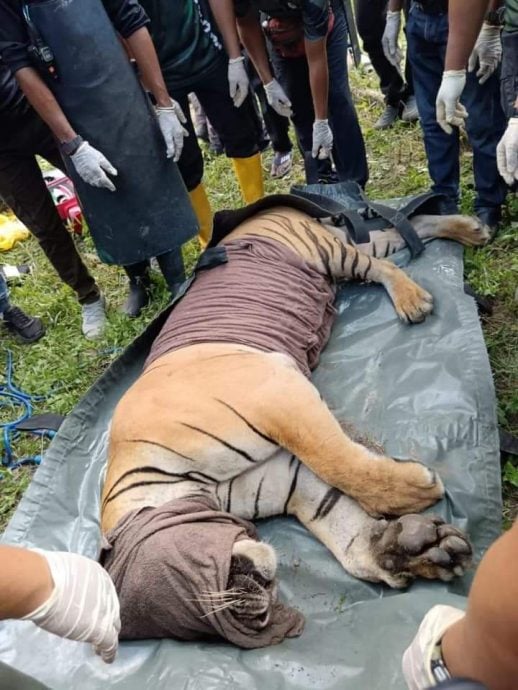 困扰珠宝居民一年 6岁雄虎终落网