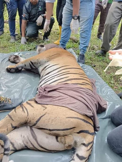 困扰珠宝居民一年 6岁雄虎终落网