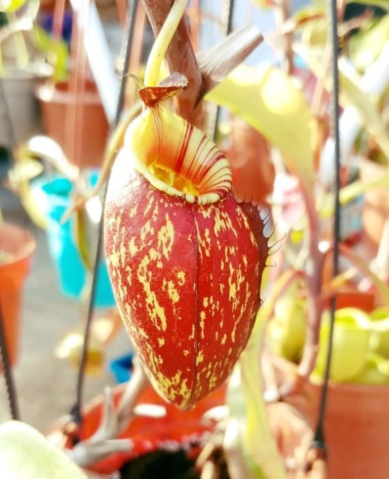 大都会/新年特稿：猪笼草/13图