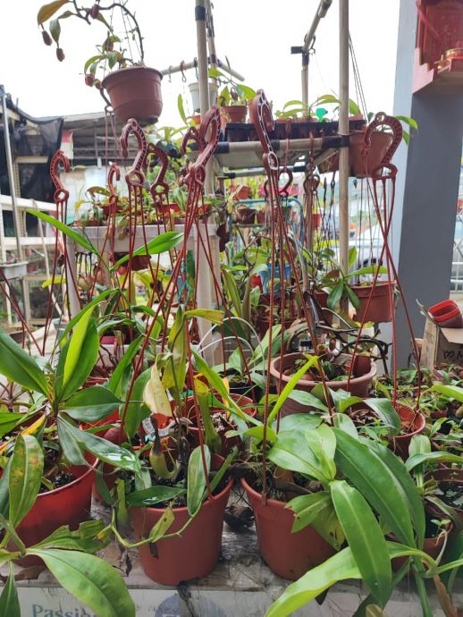 大都会/新年特稿：猪笼草/13图