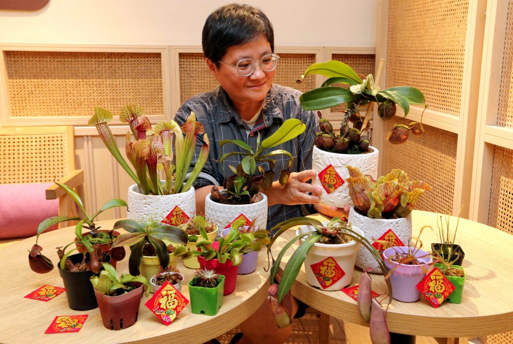 大都会/新年特稿:猪笼草/13图