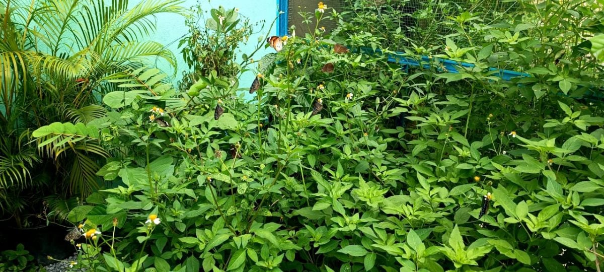 大都会:双溪比力旅游新地标“我的后花园”(My Backyard Garden)蝴蝶生态园