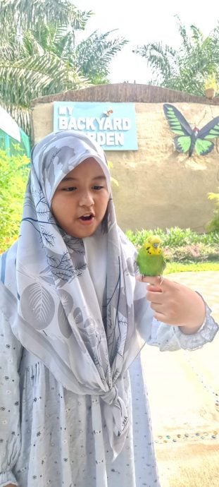 大都会：双溪比力旅游新地标“我的后花园”（My Backyard Garden）蝴蝶生态园