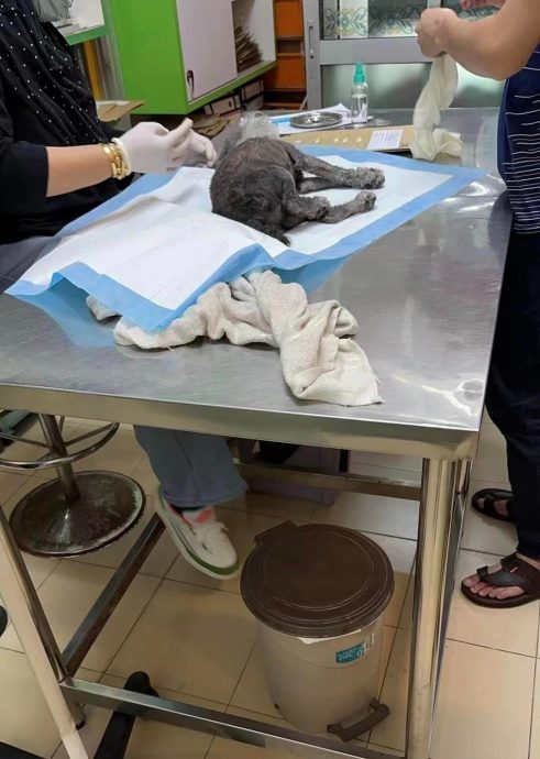 宠物狗被泼热水皮开肉绽 主人:怎么有人会那么残忍?