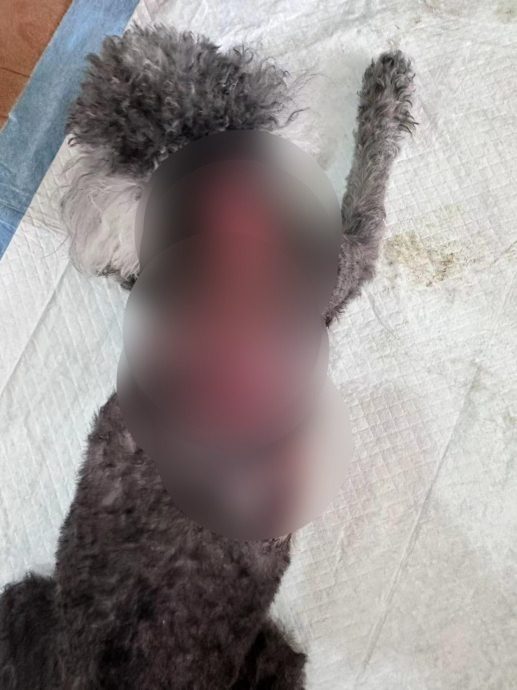 宠物狗被泼热水皮开肉绽 主人:怎么有人会那么残忍?