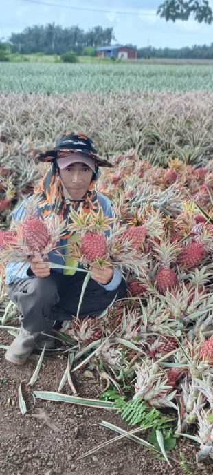 **已签发**柔:第二版头条:【特稿】:黄梨花市场需求量增,梨农加紧收割中