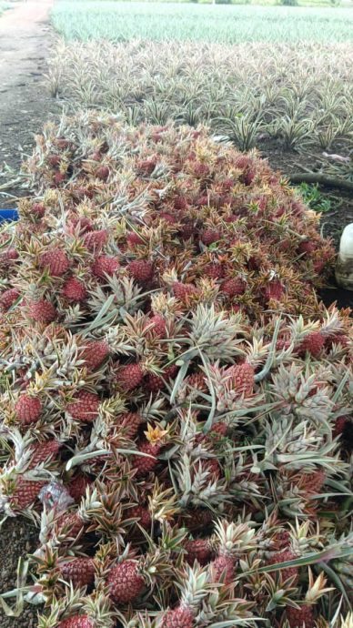 **已签发**柔:第二版头条:【特稿】:黄梨花市场需求量增,梨农加紧收割中