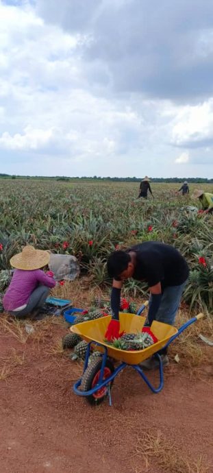 **已签发**柔:第二版头条:【特稿】:黄梨花市场需求量增,梨农加紧收割中