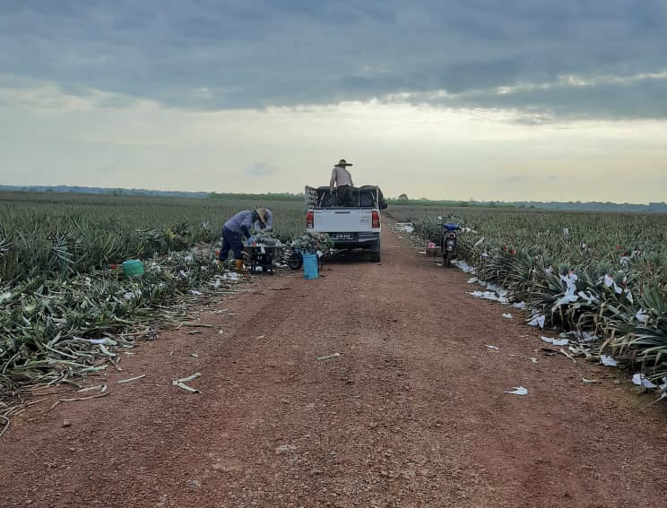 **已签发**柔:第二版头条:【特稿】:黄梨花市场需求量增,梨农加紧收割中
