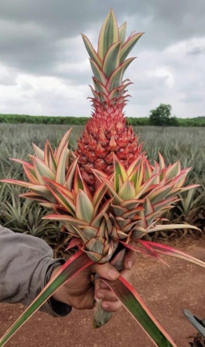 **已签发**柔:第二版头条:【特稿】:黄梨花市场需求量增,梨农加紧收割中