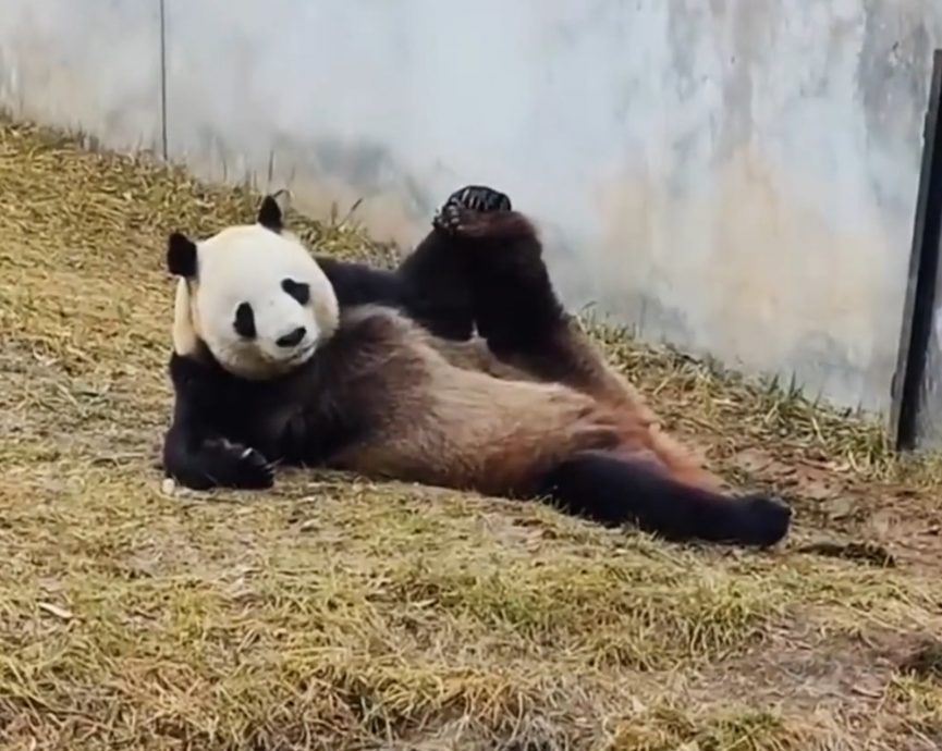 拚图)「性感熊猫」妩媚如超模上身