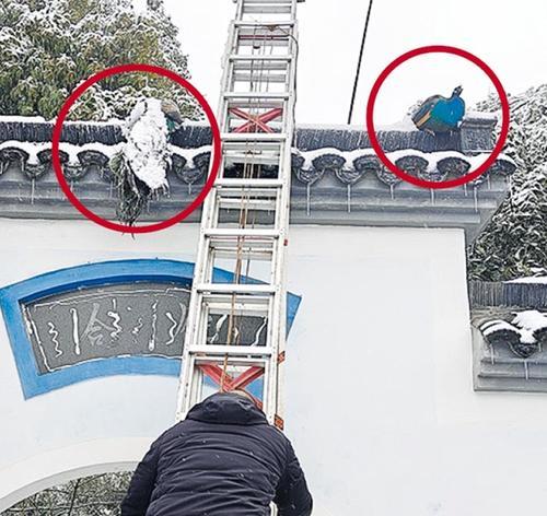 拚图)武汉雨雪 孔雀冻在墙顶