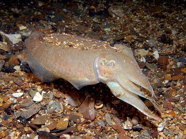 拼盘∕不只是保命工具 研究发现:乌贼可用墨汁“求爱”