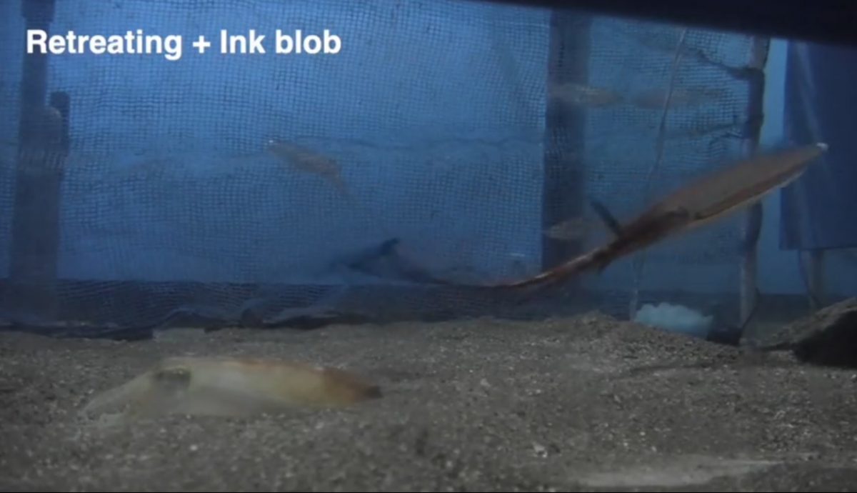 拼盘∕不只是保命工具 研究发现:乌贼可用墨汁“求爱”