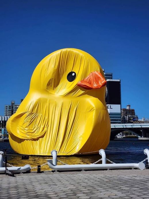 拼盘∕黄色小鸭被强风吹得变形惨成“老小鸭” 网民:需要真“打气”了