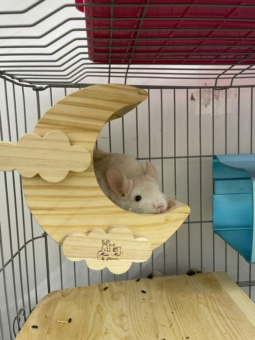 新年专题-(大都会)访龙猫饲主/12图