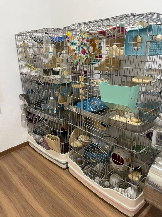 新年专题-(大都会)访龙猫饲主/12图