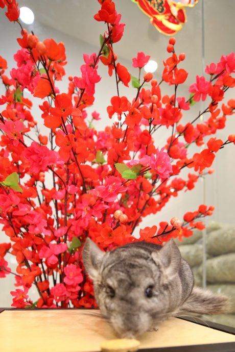 新年专题-(大都会)访龙猫饲主/12图
