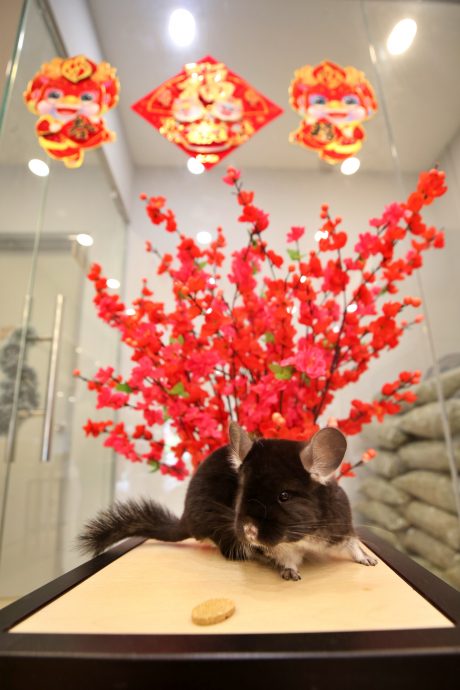 新年专题-(大都会)访龙猫饲主/12图